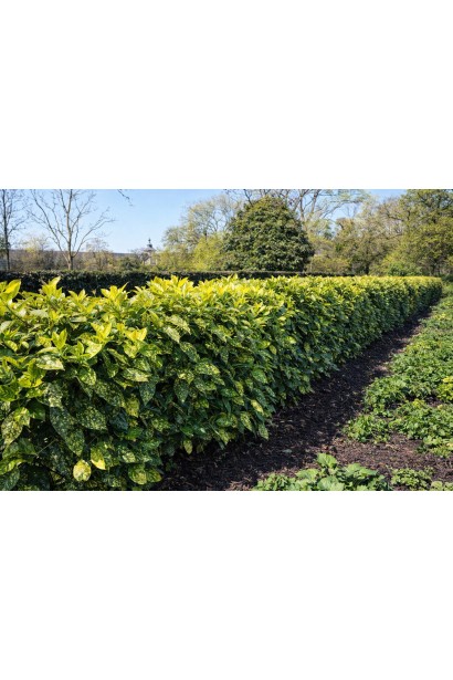 Аукуба японська Кротоніфолія використання в живоплоті 